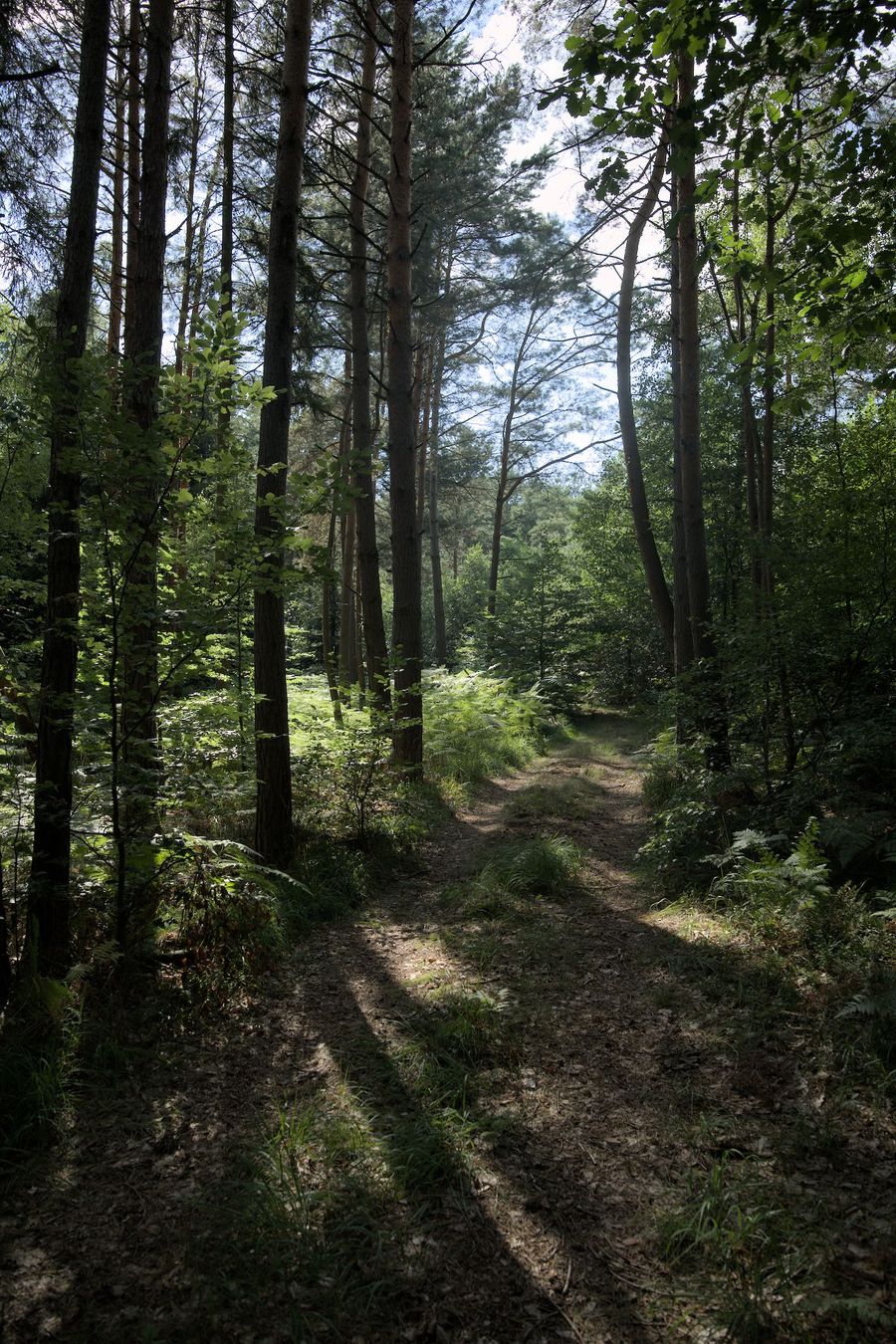 Wald bei Parnitz
